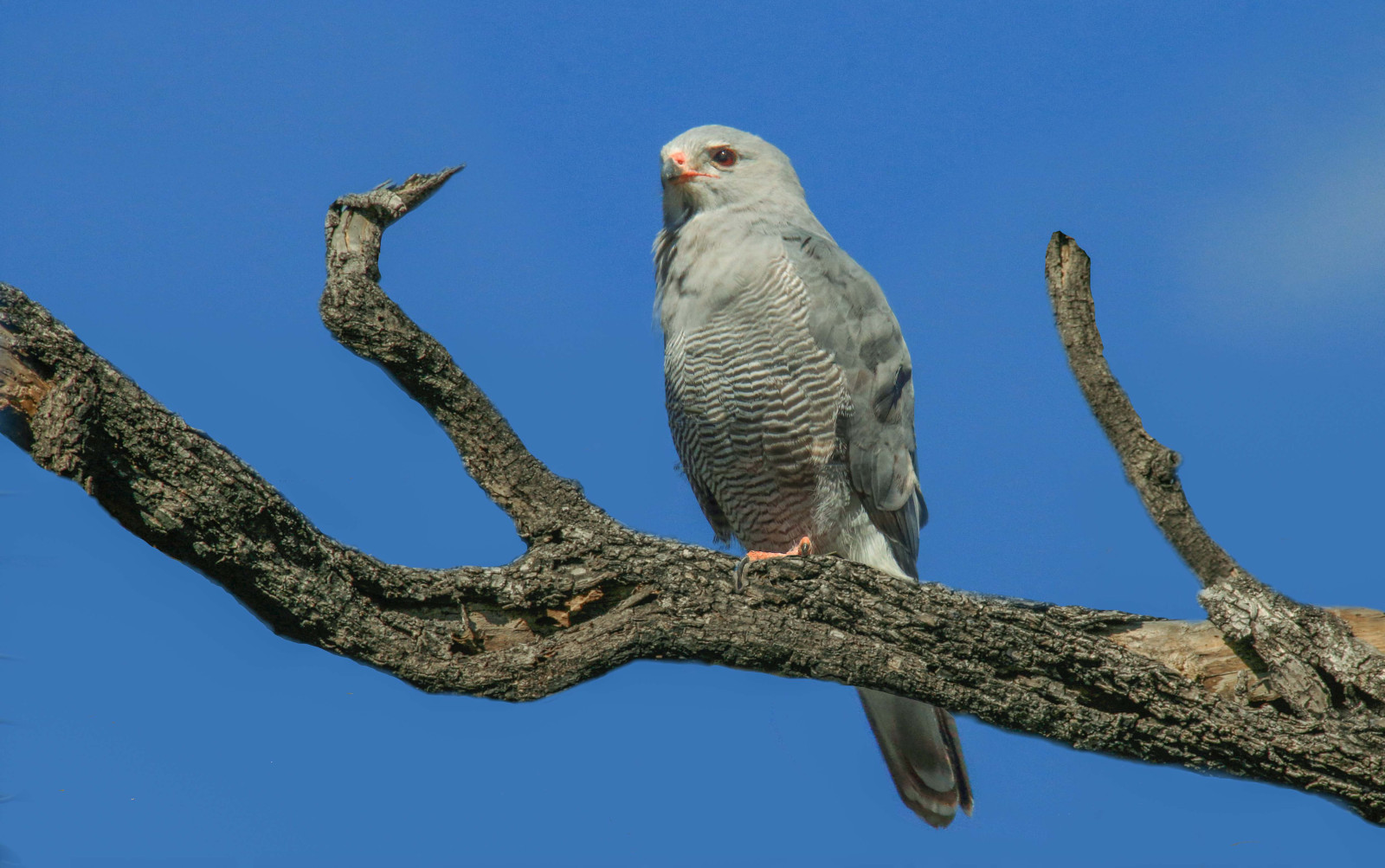 image Lizard Buzzard